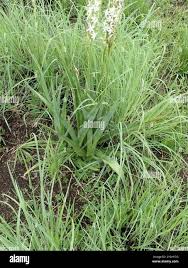 Image result for Chlorophytum bowkeri