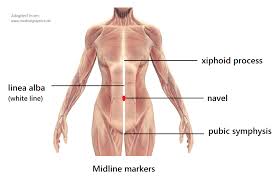 It is composed of many different types of cells that together create tissues and subsequently organ systems. Body Alignment Balance Our Midline Anatomy The Median Plane Lesswrong