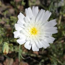 Image result for Eschenbachia stricta