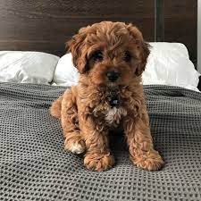 Everything You Need To Know About A Cavapoo Cavapoo Cavapoopuppies Cutepuppies Dogs Dogbeast Cute Dogs Breeds Cute Dogs Cavapoo Puppies