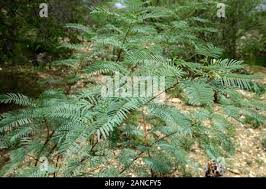 Image result for Elephantorrhiza suffruticosa