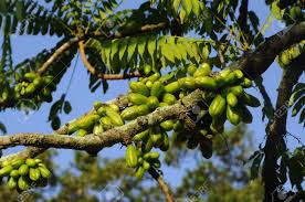 The cucumber tree is botanically called magnolia acuminata. Averrhoa Bilimbi Commonly Known As Bilimbi Cucumber Tree Or Tree Sorrel Is A Fruit Bearing Tree Of The Genus Averrhoa Family Oxalidaceae It Is A Close Relative Of Carambola Tree Stock Photo Picture