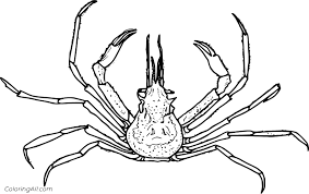 Animal coloring pages coloring pages for kids coloring book pages coloring sheets colouring crab clipart papier paint crab crafts crab painting. Spider Crab Coloring Page Coloringall