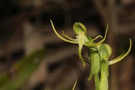 Image result for Habenaria riparia