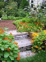 The leaves are edible too, and are great for wrapping dishes cooked in the campfire. Growing Bright Edible Flowers For Outdoor Home Decorating With Nasturtiums Garden Design Beautiful Gardens Nasturtium