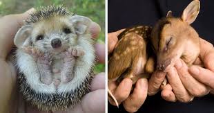 112 Palms Full Of Cuteness Cute Animals With Funny Captions Cute Baby Animals Cute Animals