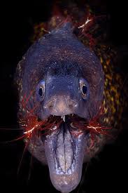 Moray And Cleaner Shrimps By Sergi Garcia Deep Sea Creatures Ocean Creatures Sea Fish