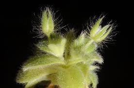 Image result for Cerastium afromontanum