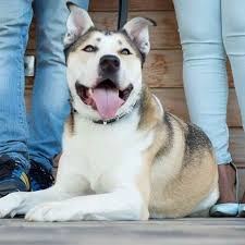 French bulldog + german shepherd (french shepherd dog) dog breed info. Bulldog Husky Mix Petsidi
