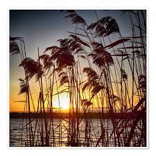 posters et tableaux de coucher soleil derriere les roseaux filtergrafia posterlounge coloriage chiots