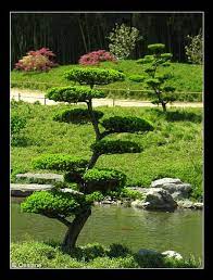 arbre a nuages jardin zen japonais jardin japonais bouddha jardin