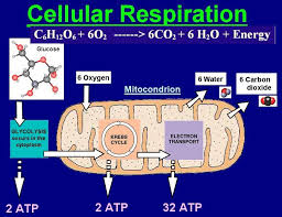 Directly (herbivores) or indirectly (carnivores). How Does Your Body Produce Aerobic Energy It S Far More Complex Than Ju Cellular Respiration Oxidative Phosphorylation Photosynthesis And Cellular Respiration