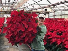 For more than three decades we've been provide great looking fresh flowers that are the finest quality you'll find in utah. Quality Flowers Plants 1046 E 3300 S Salt Lake City Ut Nurseries Mapquest