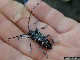 Alb develops and reproduces within healthy and stressed deciduous hardwood trees, such as maple. Citrus Longhorned Beetle Don T Move Firewood