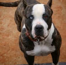 I Might Afraid Of Him But He Is Magnificent Pitbull Dog Beautiful Dogs American Pitbull Terrier