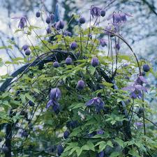 Some stems are erect while others are relaxed and sprawling. Downy Clematis Finegardening