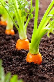 2.1 how often is it necessary to water carrots? Tips For Growing Carrots Indoors Gardener S Path