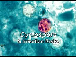 Image result for Cyclospora