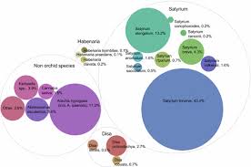 Image result for Disa ochrostachya