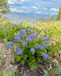 Image result for Veronica abyssinica