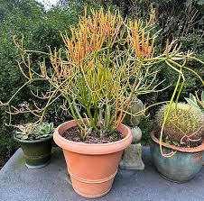 Image result for Euphorbia