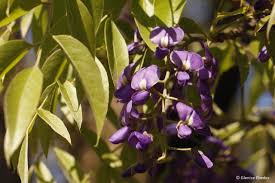 Image result for Bolusanthus