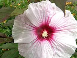 4.00 to 5.00 feet spread: Hibiscus Rose Mallow Hgtv
