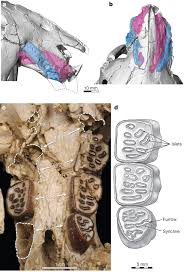 Image result for Paratheria