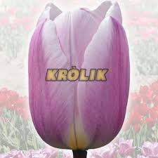 Check spelling or type a new query. Tulipan Elitarny Jolanta Kwasniewska 5 Szt Krolik Sklep Internetowy I Hurtownia Cebulki Kwiatowe Pl