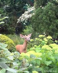 However, keep in mind that plants that are toxic to deer can also be harmful to goats and sheep. How To Keep Deer From Eating Flowers Plants Driven By Decor