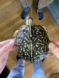 キタ ニシキ ハコガメ 販売