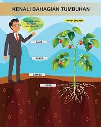Contohnya batang, daun, dahan, bunga, buah dan akar. Nota Sains Tahun 1 Smart Mind Home Centre Labis Facebook