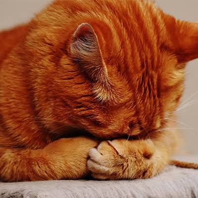 Help Ban Declawing in Ontario - Toronto Humane Society