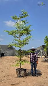 Image result for Terminalia mantaly