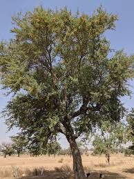 Image result for Faidherbia