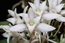 Image result for Mystacidium