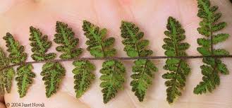 Image result for Cheilanthes inaequalis