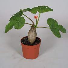 Heirloom Jatropha Podagrica Rare Caudex Succulent Bonsai Buddha Belly Plant Seed 5 Seeds Continue To The Product Plantas Raras Cactus Y Suculentas Plantas