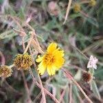 Image result for Aspilia mossambicensis