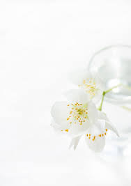 Pin On Flowers