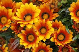 Florist gerry rogers discusses some popular flowers used for wedding. Some Of The Most Beautiful And Popular Flowers In Spain Foreign Policy