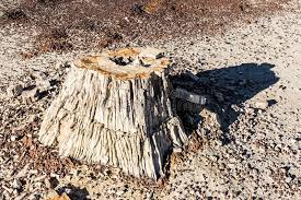 See tree stumps stock video clips. 863 Tree Stump Desert Photos Free Royalty Free Stock Photos From Dreamstime