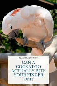 Pin On Parrot Info For You