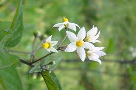 Image result for Solanum richardii