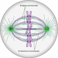 Maybe you would like to learn more about one of these? Mitotic Spindle Kinetochore Fibers Hold On Tight To Interpolar Bundles Springerlink