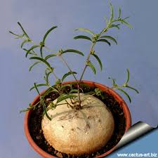 Image result for Raphionacme lanceolata