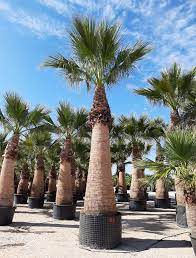 On le trouve dans les régions désertiques montagneuses, principalement le tronc, pas tellement épais comme celui du washingtonia filifera, peut rester aussi recouvert. Palmier Washingtonia Robusta Vs Palmier Washington Filifera Et Si Le Washingtonia Filibusta Etait La Solution