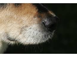 No need to be worried, this is normal. The Surprising Reasons Why Dogs Have Whiskers Psychology Today