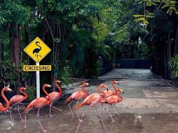 Pink Flamingos Crossing A Road A Pink Flamingo Crossing Sign Funny Flamingo Pink Flamingos Animals