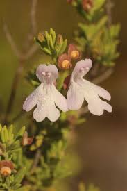 Image result for Clinopodium